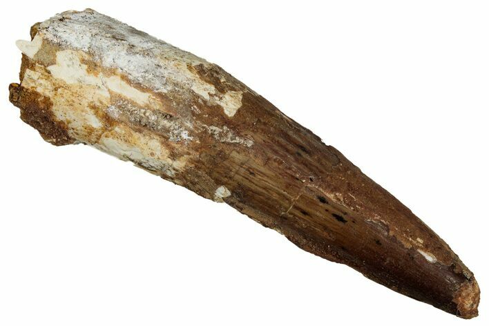 Fossil Spinosaurus Tooth - Real Dinosaur Tooth #340374